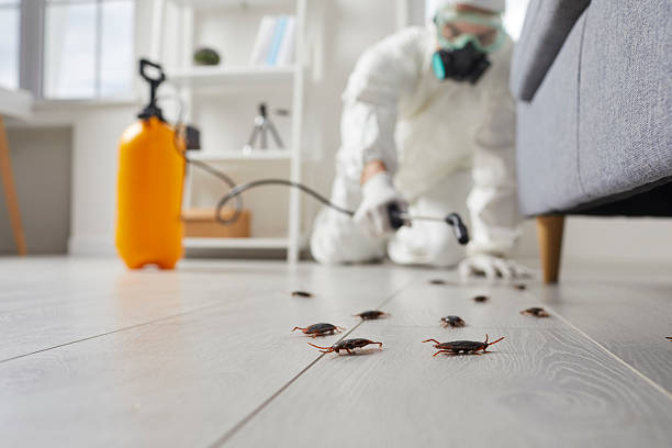 Commercial Kitchen Cockroach Control in Orchard City